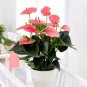 100 Pcs Anthurium Plants Bonsai Flower Blue Anthurium Plant Balcony Pot