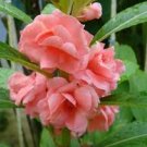100 Pcs Balsam Flower Bonsai Impatiens Balsamina Bonsai Flower 100 Pcs Balsam Flower Bonsai Impatiens Balsamina Bonsai Flower