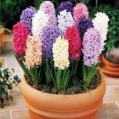 50 Pcs New Hyacinthus Orientalis Bonsai Cheap Hyacinth Seeds Hyacinth Potted Bonsai