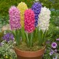 50 Pcs New Hyacinthus Orientalis Bonsai Cheap Hyacinth Seeds Hyacinth Potted Bonsai