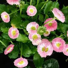 100 Pcs Strawberry Ice Cream Little Daisy Seeds