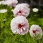 30 Pcs Cupcakes Mix Cosmos Seeds