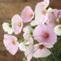 30 Pcs Cupcakes Mix Cosmos Seeds