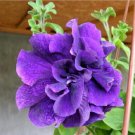 10 Pcs Ivy Geranium 'Vagabond' Seeds 10 Pcs Ivy Geranium 'Vagabond' Seeds