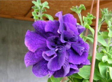 10 Pcs Ivy Geranium 'Vagabond' Seeds