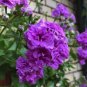 10 Pcs Ivy Geranium 'Vagabond' Seeds