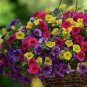 100 Pcs Mix Calibrachoa Garden Petunia Shuttlecock Flower Horn Bonsai Flower