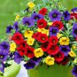 100 Pcs Mix Calibrachoa Garden Petunia Shuttlecock Flower Horn Bonsai Flower