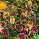 100 Pcs Rainbow Colorful Dragon Ornamental Herb Plants
