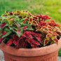 100 Pcs Rainbow Colorful Dragon Ornamental Herb Plants