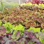 100 Pcs Rainbow Colorful Dragon Ornamental Herb Plants