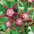 100 Pcs Stapelia Pulchella Seeds