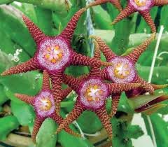 100 Pcs Stapelia Pulchella Seeds