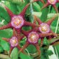100 Pcs Stapelia Pulchella Seeds