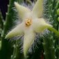 100 Pcs Stapelia Pulchella Seeds