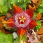 100 Pcs Stapelia Pulchella Seeds