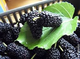 100 Pcs Jumbo Thornless Blackberry Seeds