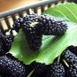 100 Pcs Jumbo Thornless Blackberry Seeds