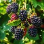 100 Pcs Jumbo Thornless Blackberry Seeds