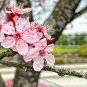 20 Pcs Bonsai Pinkish Red Japanese Sakura Cherry Blossoms Flower Seeds