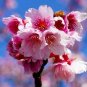 20 Pcs Bonsai Pinkish Red Japanese Sakura Cherry Blossoms Flower Seeds