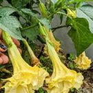 30 Pcs Datura Plants Herbs Flower Seeds 30 Pcs Datura Plants Herbs Flower Seeds