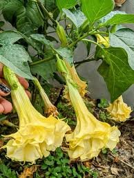 30 Pcs Datura Plants Herbs Flower Seeds