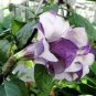 30 Pcs Datura Plants Herbs Flower Seeds
