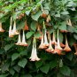 30 Pcs Datura Plants Herbs Flower Seeds