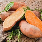 20 Pcs Sweet Potato Seeds Fresh Food Vegetable Farm Garden Plants 20 Pcs Sweet Potato Seeds Fresh Food Vegetable Farm Garden Plants