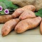 20 Pcs Sweet Potato Seeds Fresh Food Vegetable Farm Garden Plants