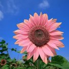 40 Pcs Water Pink Sunflower Seeds