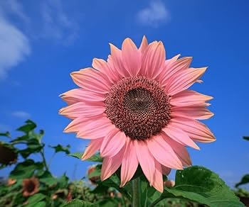 40 Pcs Water Pink Sunflower Seeds