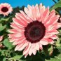 40 Pcs Water Pink Sunflower Seeds
