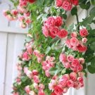 100 Pcs Pink Climbing Jasmine Plant Flower Seeds