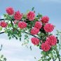 100 Pcs Pink Climbing Jasmine Plant Flower Seeds