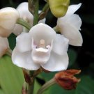 100 Pcs Peristeria elata Seeds