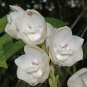 100 Pcs Peristeria elata Seeds