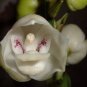 100 Pcs Peristeria elata Seeds
