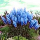 400 Pcs pampas grass, rare reed flower seeds Grass Pampas seeds