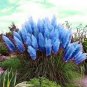 400 Pcs pampas grass, rare reed flower seeds Grass Pampas seeds