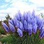 400 Pcs pampas grass, rare reed flower seeds Grass Pampas seeds