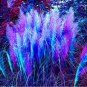 400 Pcs pampas grass, rare reed flower seeds Grass Pampas seeds