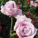 120 Pcs Sterling Silver Rose Seeds 120 Pcs Sterling Silver Rose Seeds