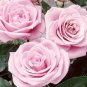 120 Pcs Sterling Silver Rose Seeds