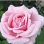 120 Pcs Sterling Silver Rose Seeds