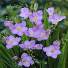 100 Pcs Freesia Seeds