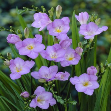 100 Pcs Freesia Seeds