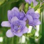 100 Pcs Freesia Seeds