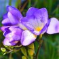 100 Pcs Freesia Seeds